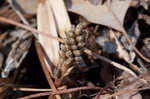 Allegheny spurge